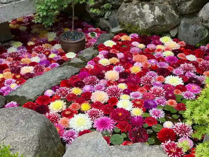 岡寺(龍蓋寺)(奈良県)