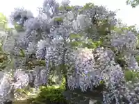 子安地蔵寺の自然