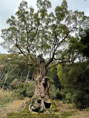 武雄神社(佐賀県)