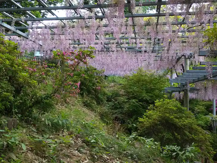 阿智神社の自然