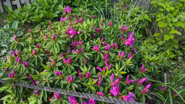 六孫王神社(京都府)