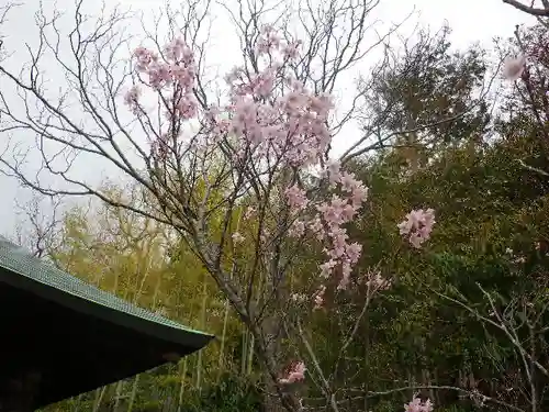 浄光明寺の自然