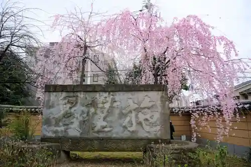 寛永寺(根本中堂)の自然
