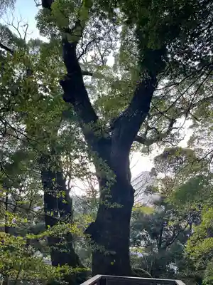來宮神社(静岡県)