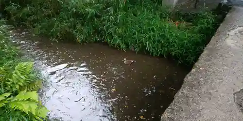 賀茂御祖神社（下鴨神社）の自然