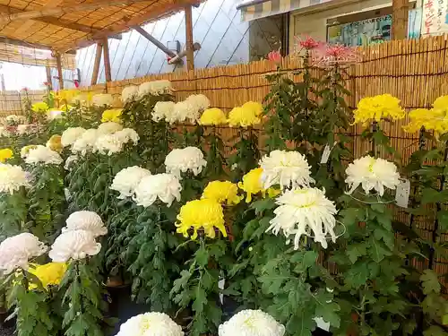 眞性寺(東京都)