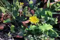 高司神社〜むすびの神の鎮まる社〜の自然