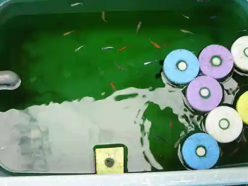 伊勢原 法泉寺の動物