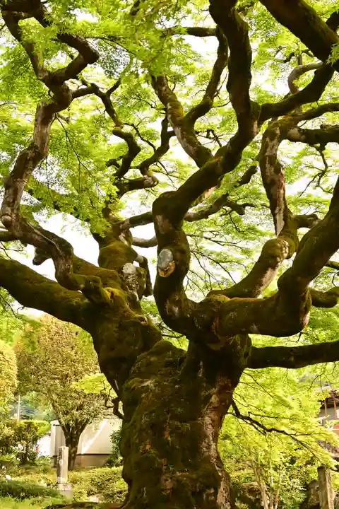 西善寺(埼玉県)