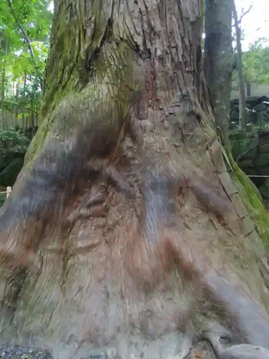 伊勢神宮内宮(皇大神宮)の自然
