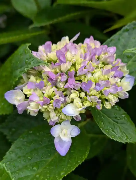 長遠寺(神奈川県)