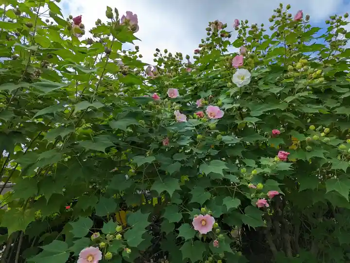 妙蓮寺(京都府)