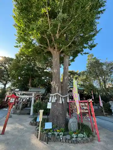 川越八幡宮(埼玉県)