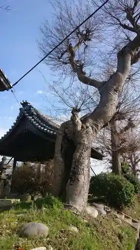久多神社（東畑）の自然