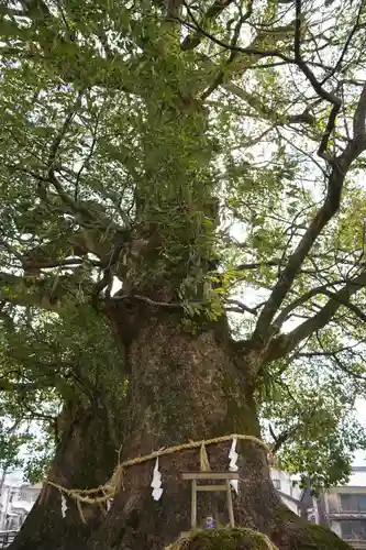 尾鷲神社(三重県)