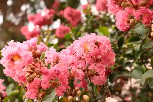 三津厳島神社の自然