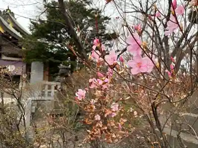 彌彦神社　(伊夜日子神社)(北海道)