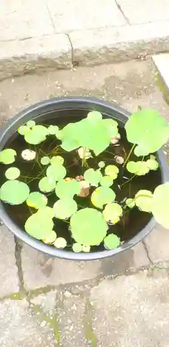 下総国三山　二宮神社の手水舎