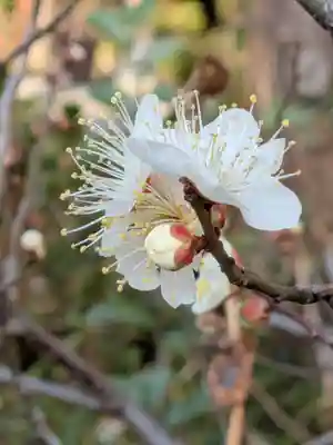 本郷氷川神社(東京都)