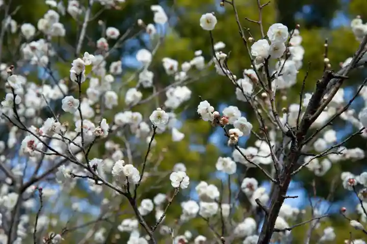 谷保天満宮の自然