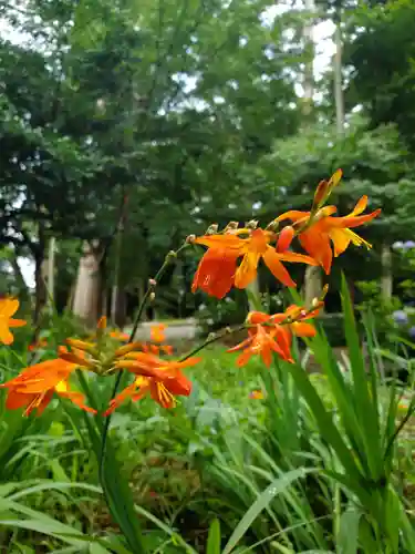 沙沙貴神社の自然