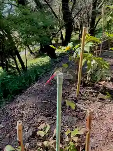蚊里田八幡宮の動物(2025年10月10日(金) 17時27分16秒投稿)