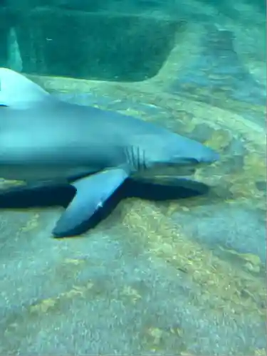大洗磯前神社(茨城県)