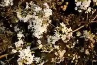 くまくま神社(導きの社 熊野町熊野神社)の自然