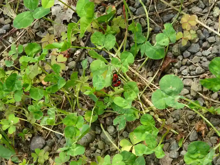 有鹿神社の動物