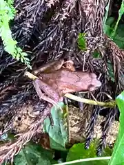 北竜湖弁財天の動物