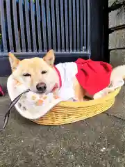 福島八幡宮の動物