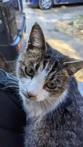 玉野御嶽神社の動物