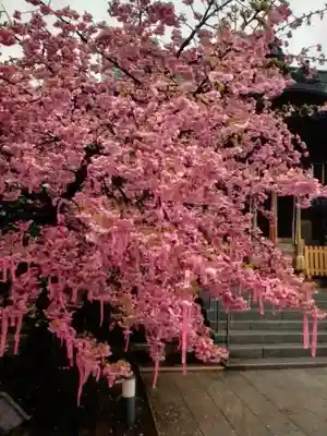 桜神宮(東京都)