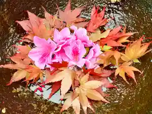 真言宗 善通寺派 薬王寺(香川県)(2024年04月24日(水) 11時15分40秒投稿)