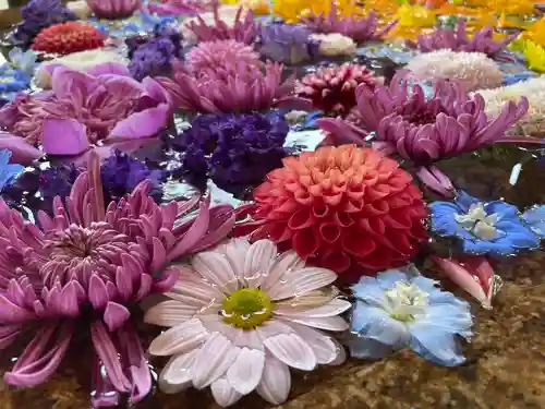 鶴岡八幡宮(神奈川県)