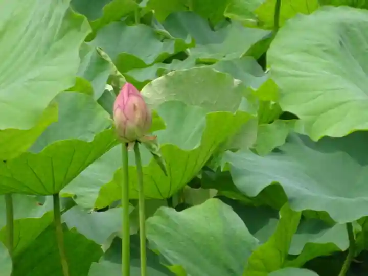 報徳二宮神社の自然