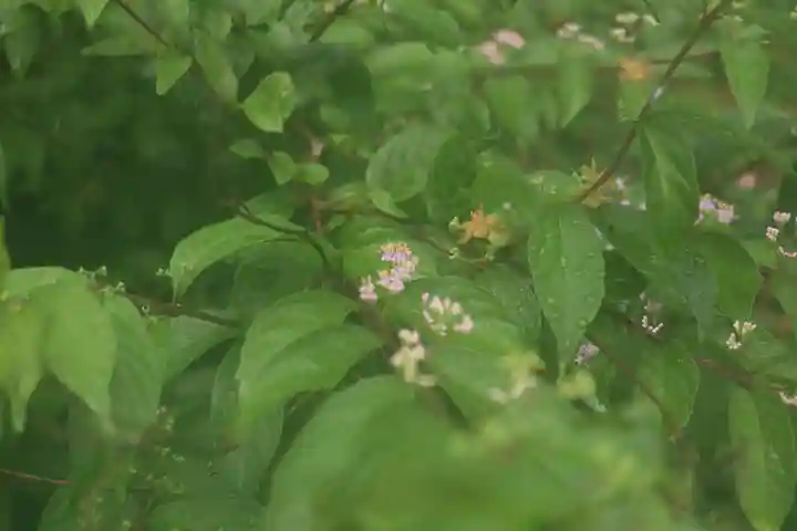 大國主神社の自然