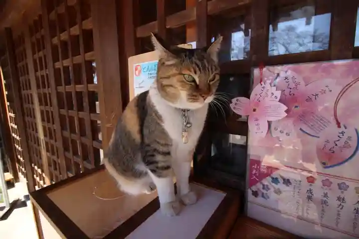 前玉神社(埼玉県)