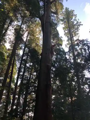 高千穂神社の自然