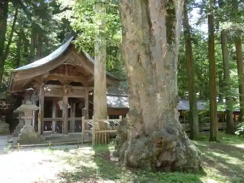 諏訪大社の自然