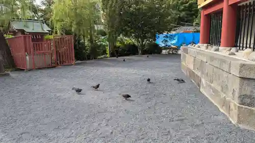 寛永寺不忍池弁天堂の動物