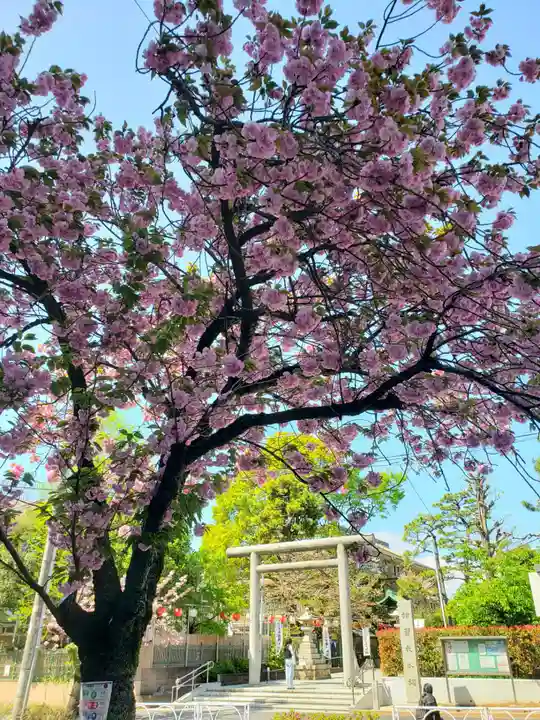 桜神宮(東京都)
