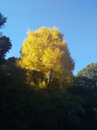 鶴岡八幡宮の自然
