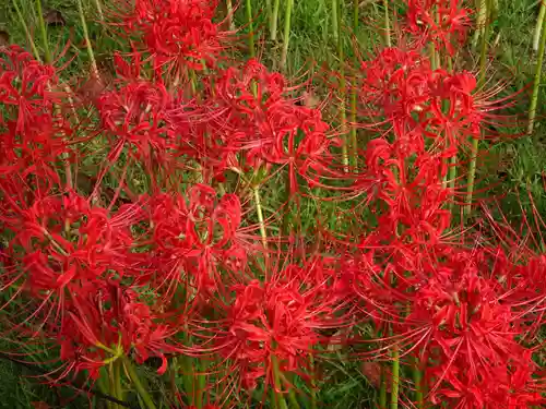 横浜　西方寺の自然