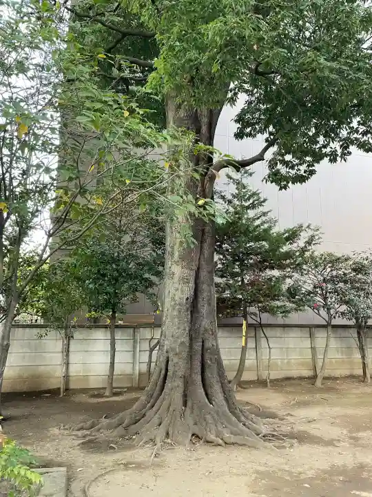 天満神社(武蔵一宮氷川神社末社)の{uncategorized: "未分類", other: "その他", undefined: "問題あり", building: "その他建物", grave: "お墓", sacred_gate: "鳥居", guardian: "狛犬", statue: "像", buddha: "仏像", history: "歴史", nature: "自然", garden: "庭園", animal: "動物", pagoda: "塔", temizu: "手水舎", mountain_gate: "山門・神門", sanctuary: "本殿・本堂", subordinate: "末社・摂社", art: "芸術", scenery: "景色", jizo: "地蔵", ema: "絵馬", goshuin: "御朱印", omikuji: "おみくじ", items: "授与品その他", amulet: "お守り", goshuincho: "御朱印帳", eats: "食事", festival: "お祭り", votive_dance: "神楽", shichigosan: "七五三参", wedding: "結婚式", experience: "体験その他", initially: "初詣", around: "周辺", anti_infection: "感染症対策"}