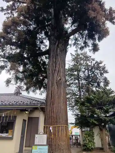 熊野神社(埼玉県)