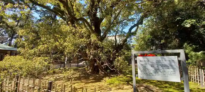 浜松八幡宮の自然