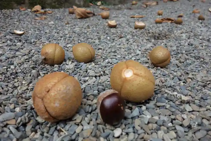 早馬神社の自然