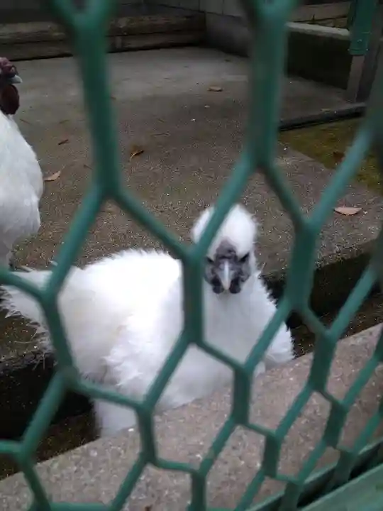 阿智神社の動物