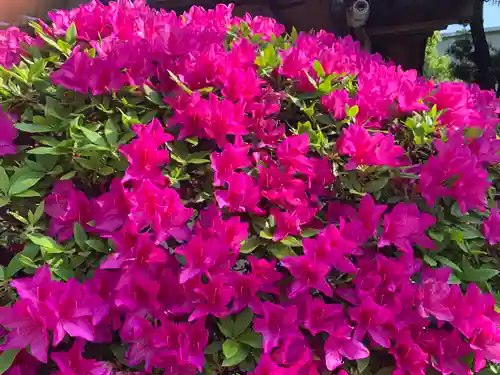 野見神社の自然